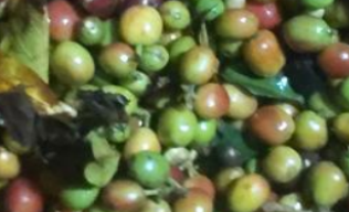 Sorting examples show Of 6SXC-63 color Sorter