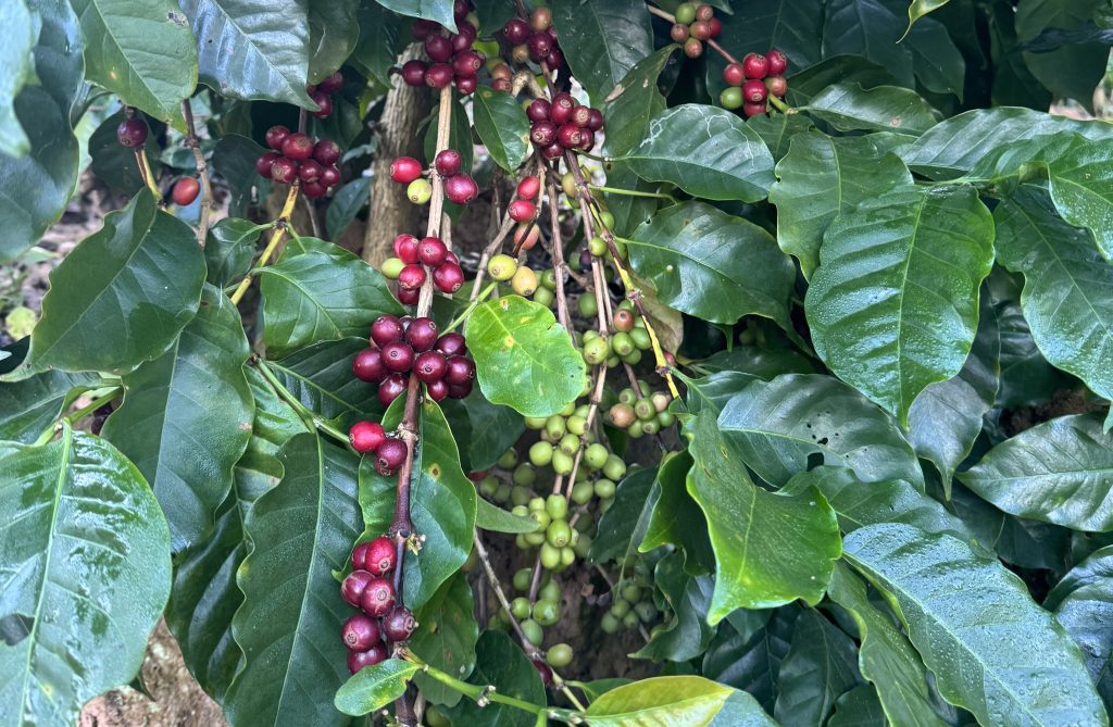 What Is The Origin Of Coffee