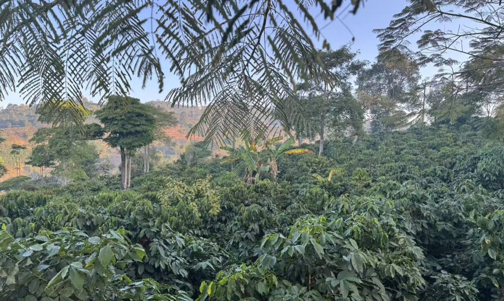What Is The Origin Of Coffee