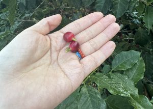What Is The Origin Of Coffee