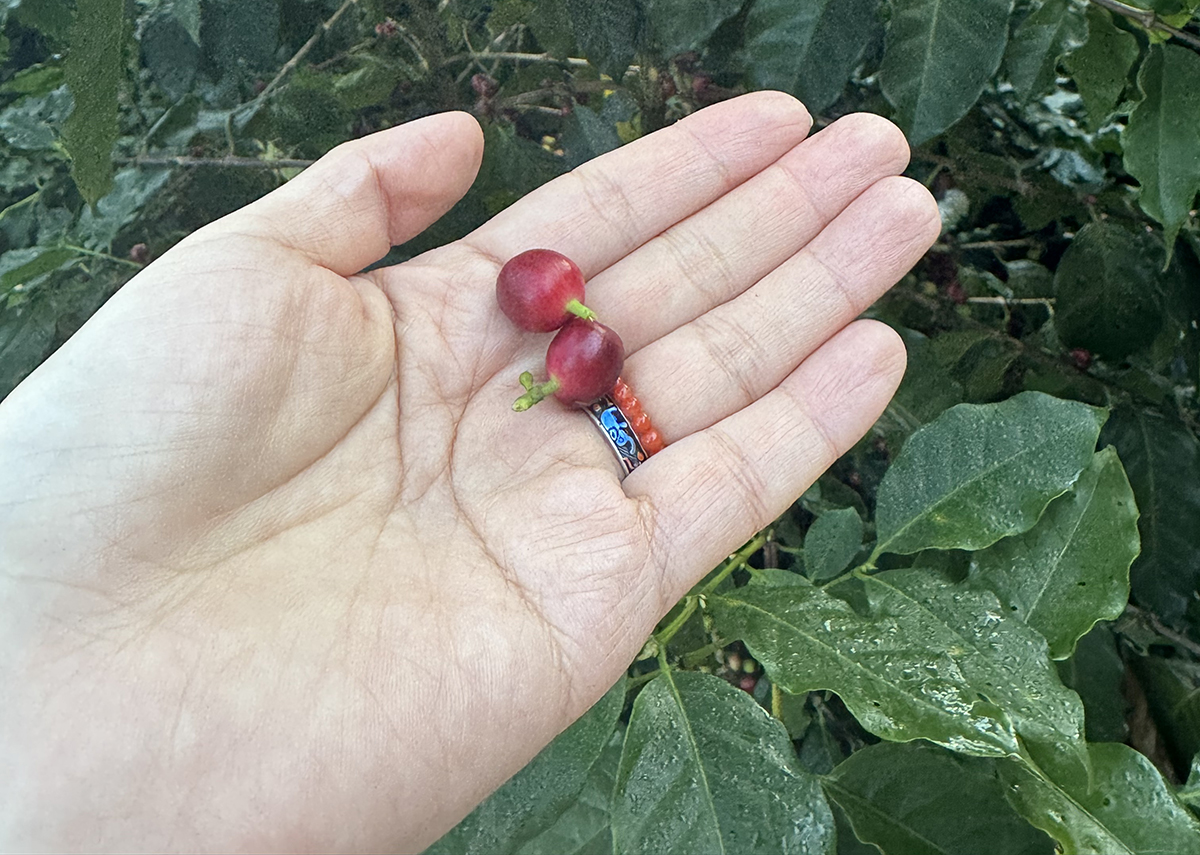 What Is The Origin Of Coffee